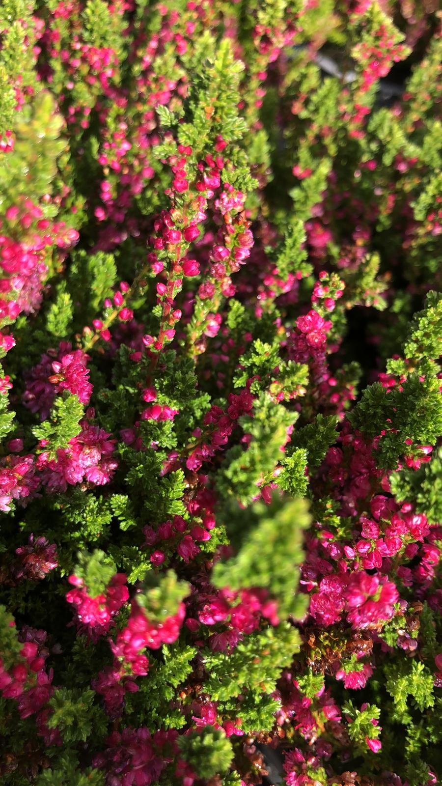 Struikheide | Calluna vulgaris. 'Dark Beauty' P9.5