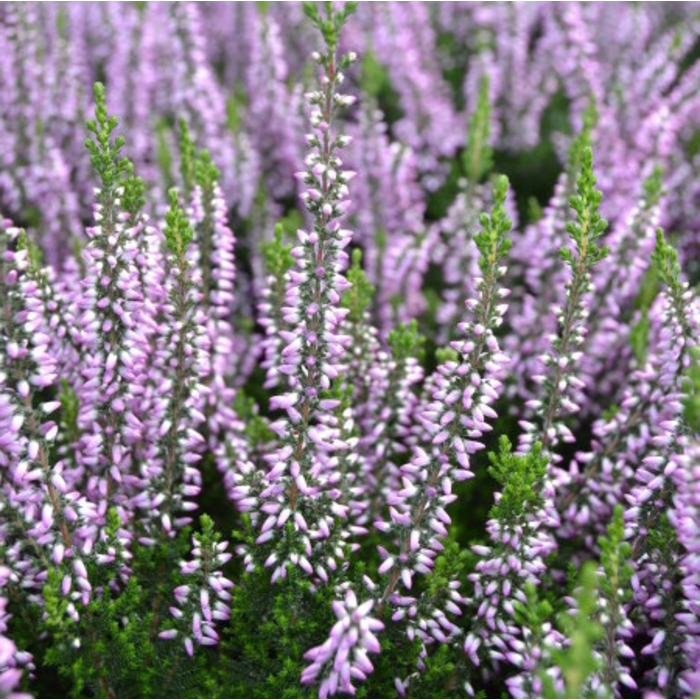 Calluna vulgaris ‘Hilda’ P10,5 Calluna vulgaris ‘Hilda’ P10,5
