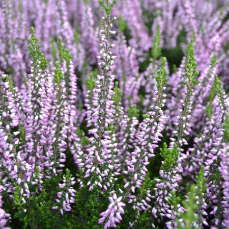 Calluna vulgaris ‘Hilda’ P10,5  Calluna vulgaris ‘Hilda’ P10,5