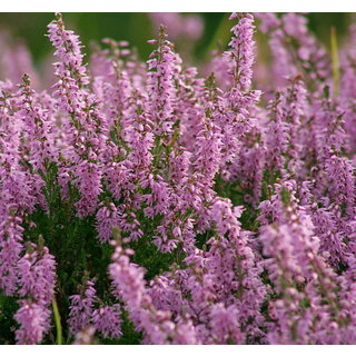Calluna vulgaris (echte heide) P9