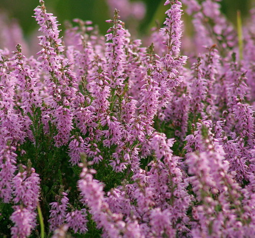 Calluna vulgaris (echte heide) P9
