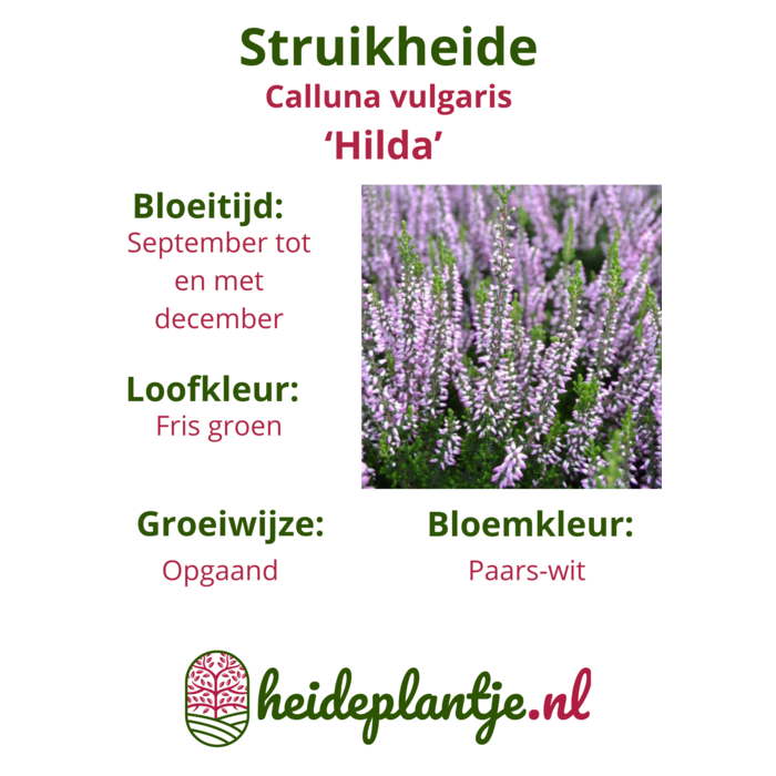 Calluna vulgaris ‘Hilda’ P10,5 Calluna vulgaris ‘Hilda’ P10,5