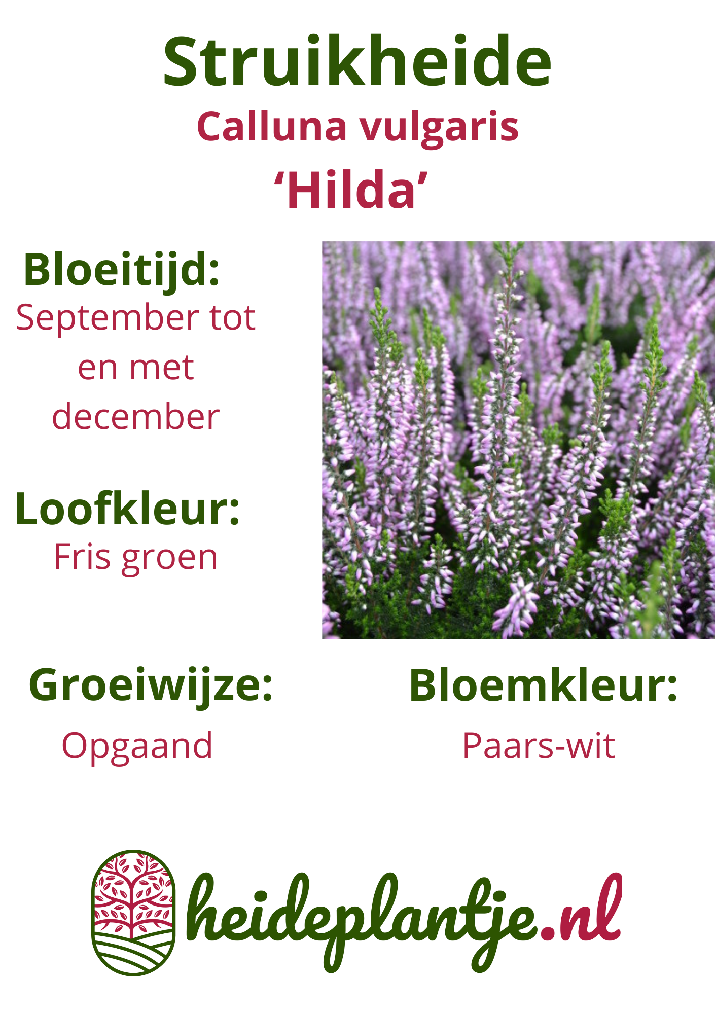 Calluna vulgaris ‘Hilda’ P10,5  Calluna vulgaris ‘Hilda’ P10,5