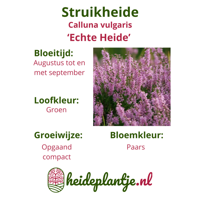 Calluna vulgaris (echte heide) P9