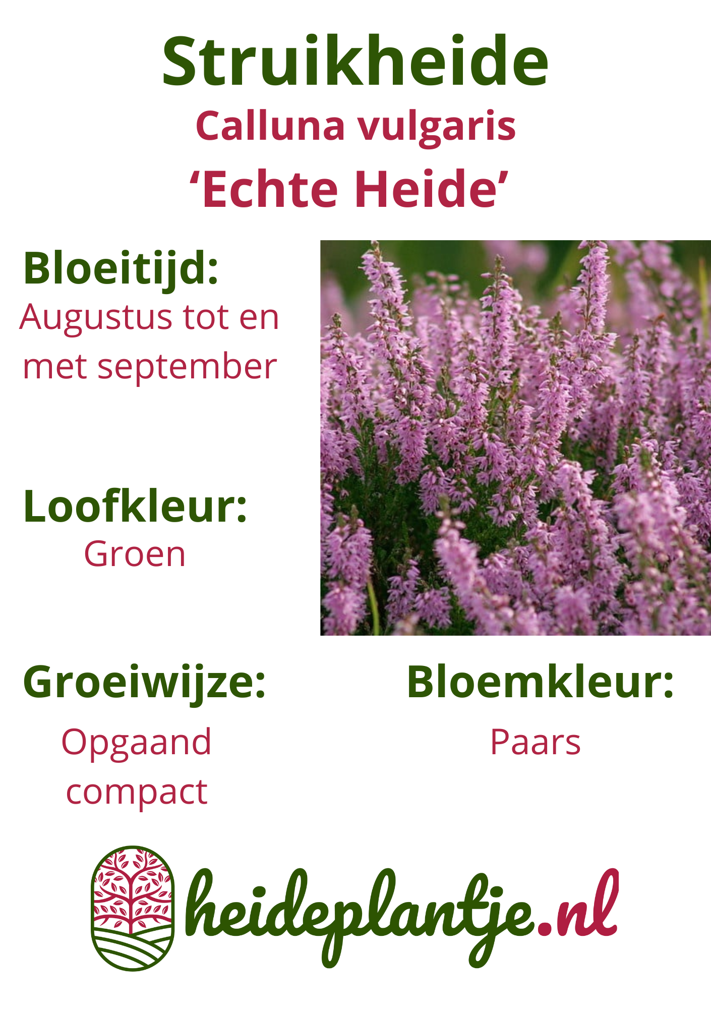 Calluna vulgaris (echte heide) P9