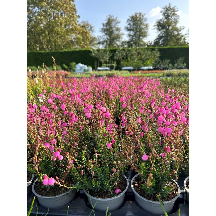 Ierse heide | Daboecia cantabrica. 'Rosella' P10,5