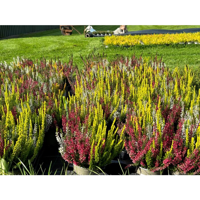 Struikheide | Calluna vulgaris 'Beauty Lady's Trio' P12 Struikheide | Calluna vulgaris 'Beauty Lady's Trio' P12