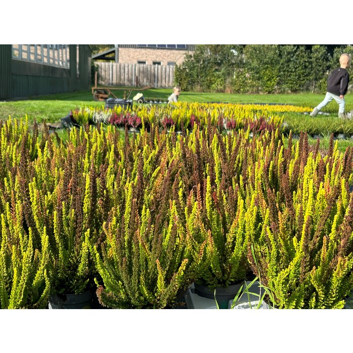 Struikheide | Calluna vulgaris. 'Skyline' Trio Beauty Ladys gemengd in pot P10,5