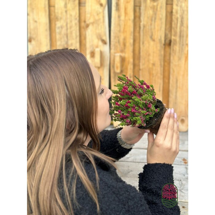 Struikheide | Calluna vulgaris. 'Dark Beauty' P9.5