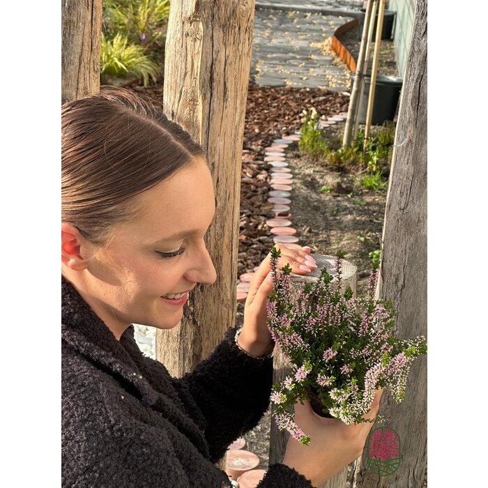 Struikheide | Calluna vulgaris. 'Pink Angie' P10,5