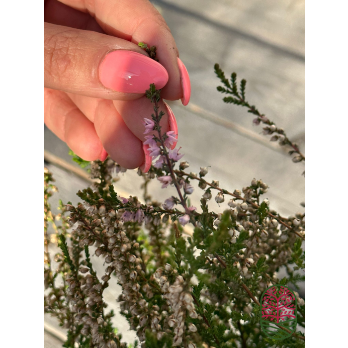 Calluna vulgaris (echte heide) P9