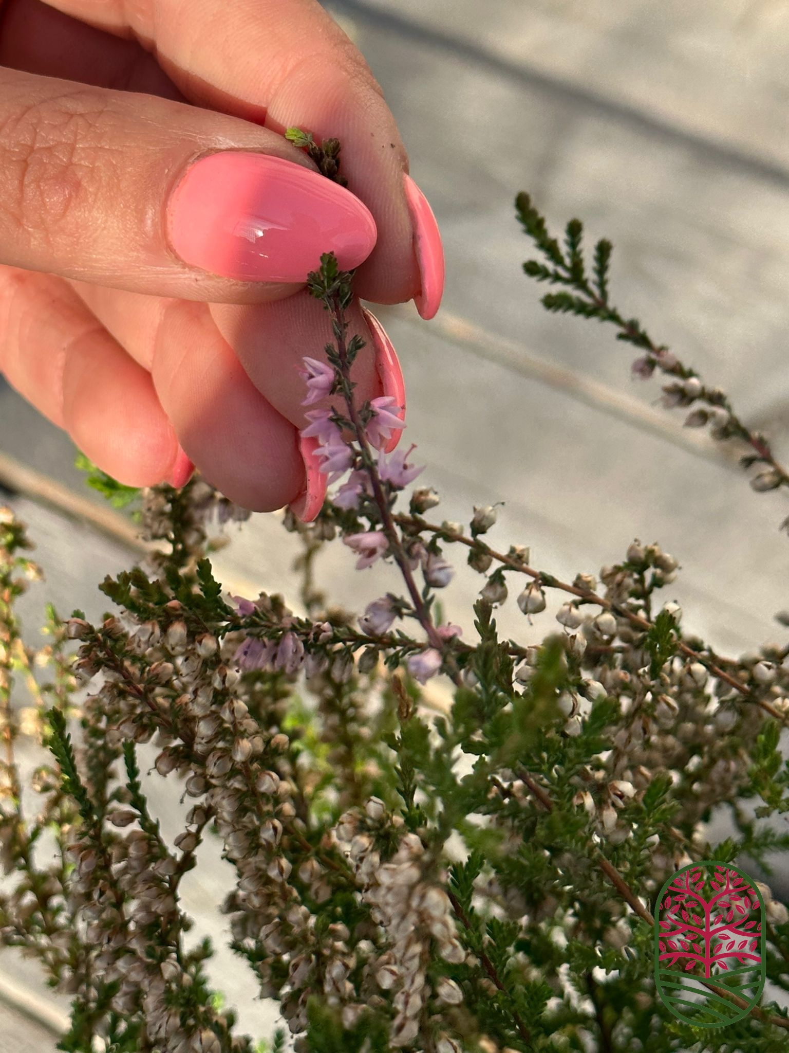 Calluna vulgaris (echte heide) P9
