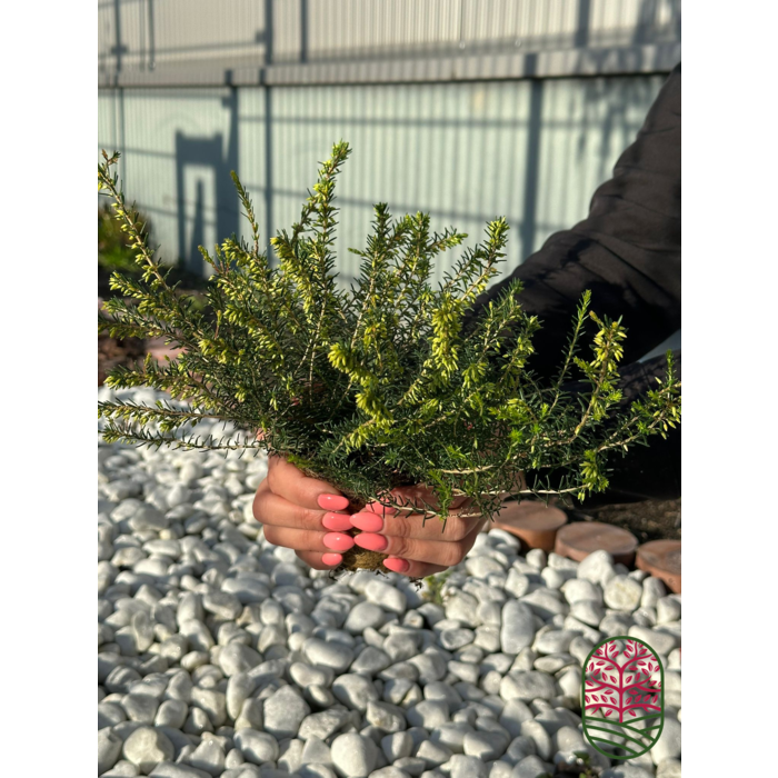 Winterheide | Erica darleyensis. 'Ghost Hills' P10,5