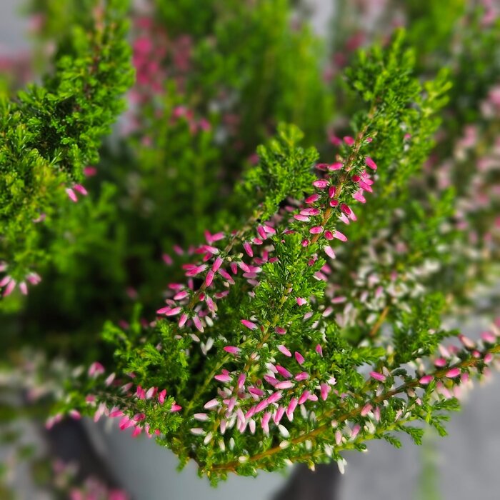 Struikheide | Calluna vulgaris. 'Angie' P10,5 Struikheide | Calluna vulgaris. 'Angie' P10,5