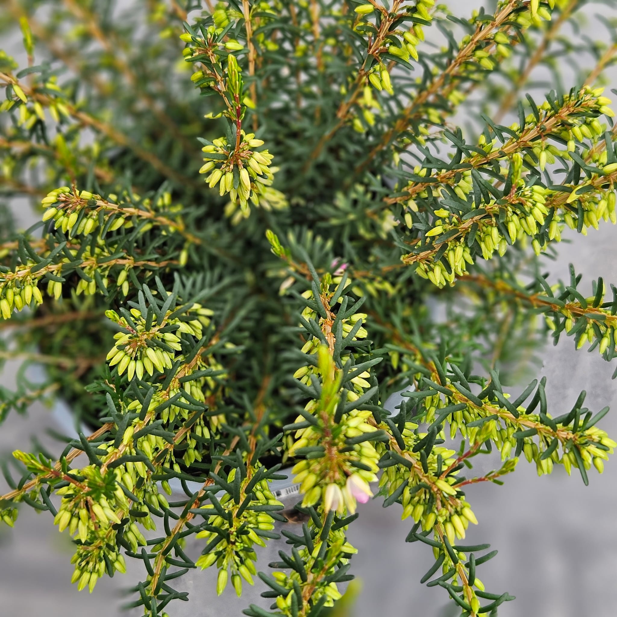 Winterheide | Erica darleyensis. 'Ghost Hills' P9.5
