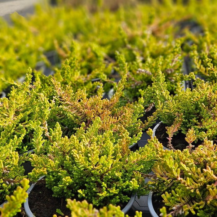 Struikheide | Calluna vulgaris. 'Boskoop' P10,5