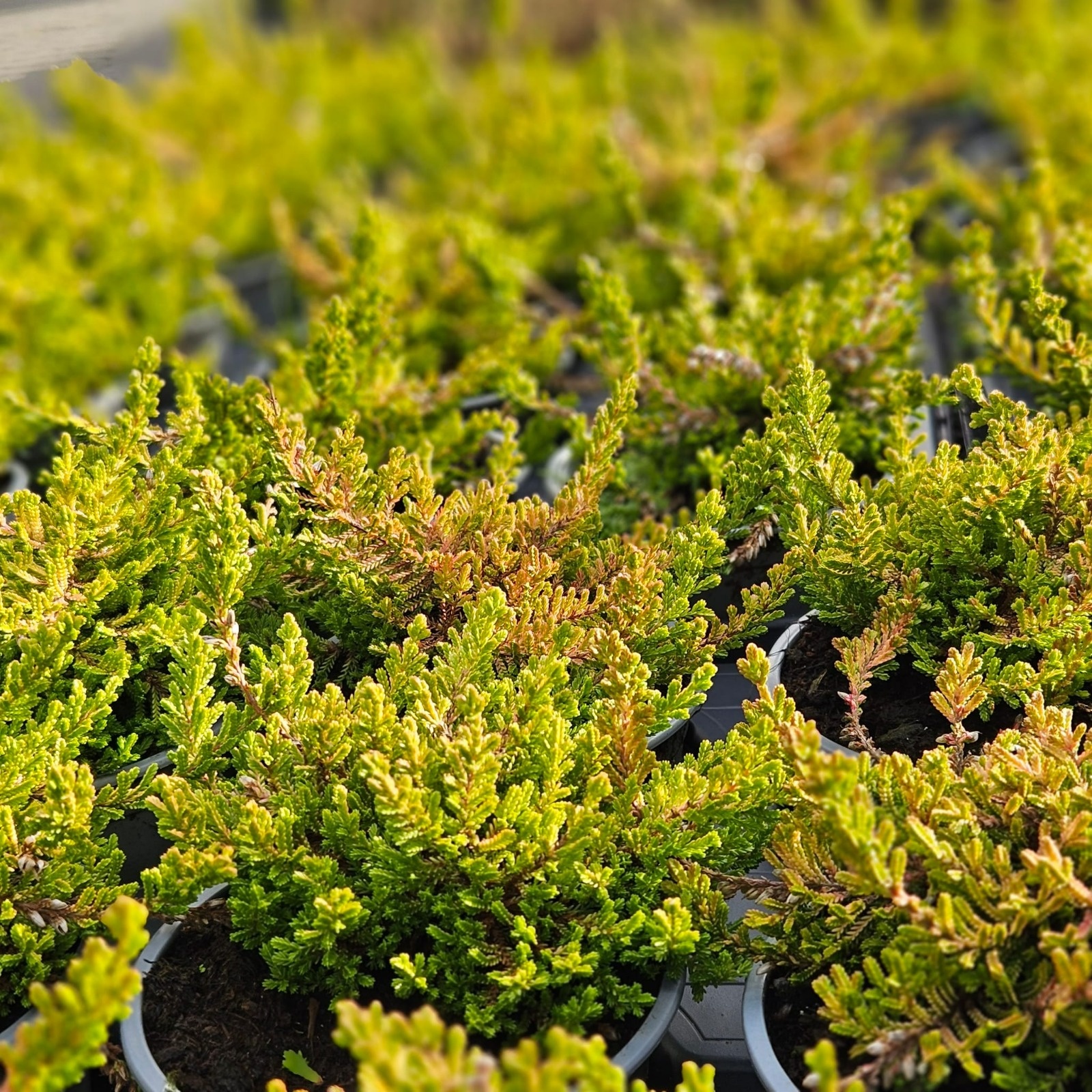 Struikheide | Calluna vulgaris. 'Boskoop' P9.5