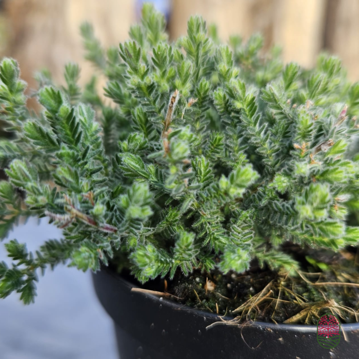 Struikheide | Calluna vulgaris. 'Silver Knight' P9,5
