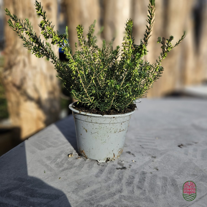 Winterheide | Erica darleyensis. 'Furzey' P10,5