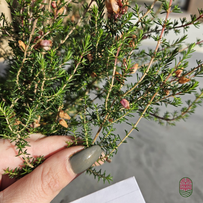 Zomerheide | Erica cinerea. 'Pallas' P10,5