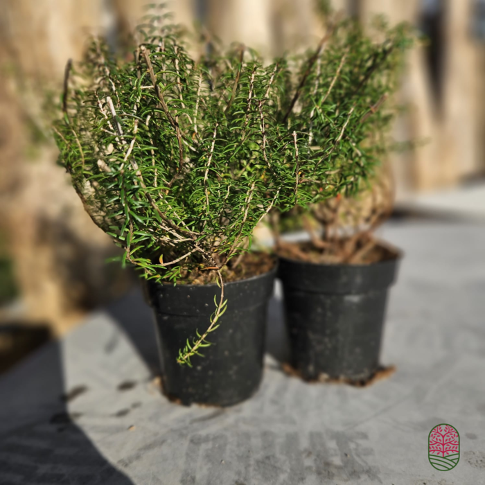 Winterheide | Erica darleyensis. 'Winter Treasure' P9,5 Winterheide | Erica darleyensis. 'Winter Treasure' P9,5