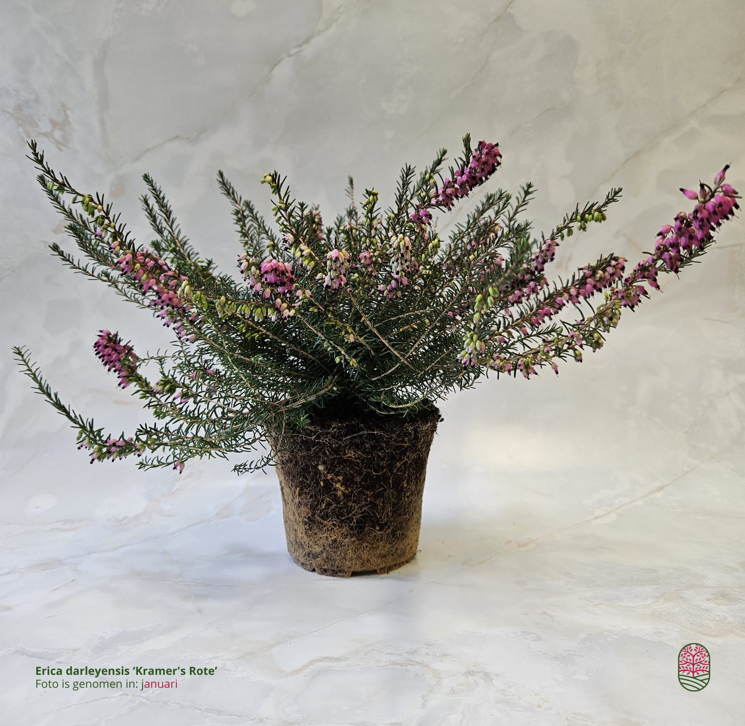 Winterheide | Erica darleyensis 'Kramer's Rote'/Rubina P10,5