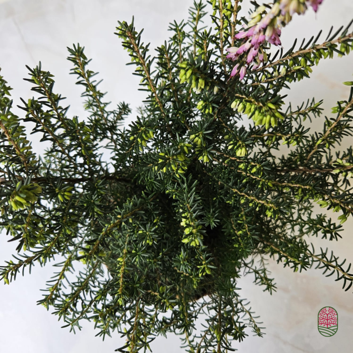 Winterheide | Erica darleyensis. 'Furzey' P10,5