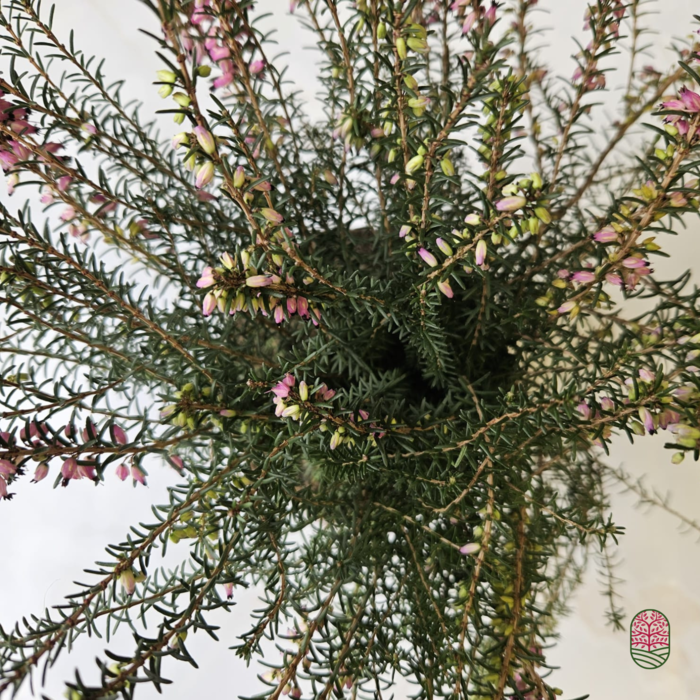 Winterheide | Erica darleyensis 'Kramer's Rote'/Rubina P10,5