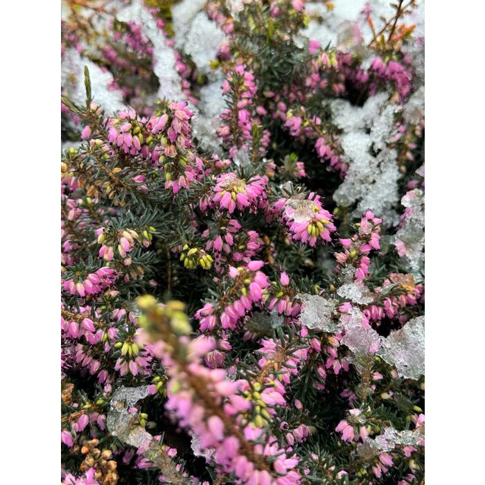Winterheide | Erica darleyensis 'Kramer's Rote'/Rubina P10,5