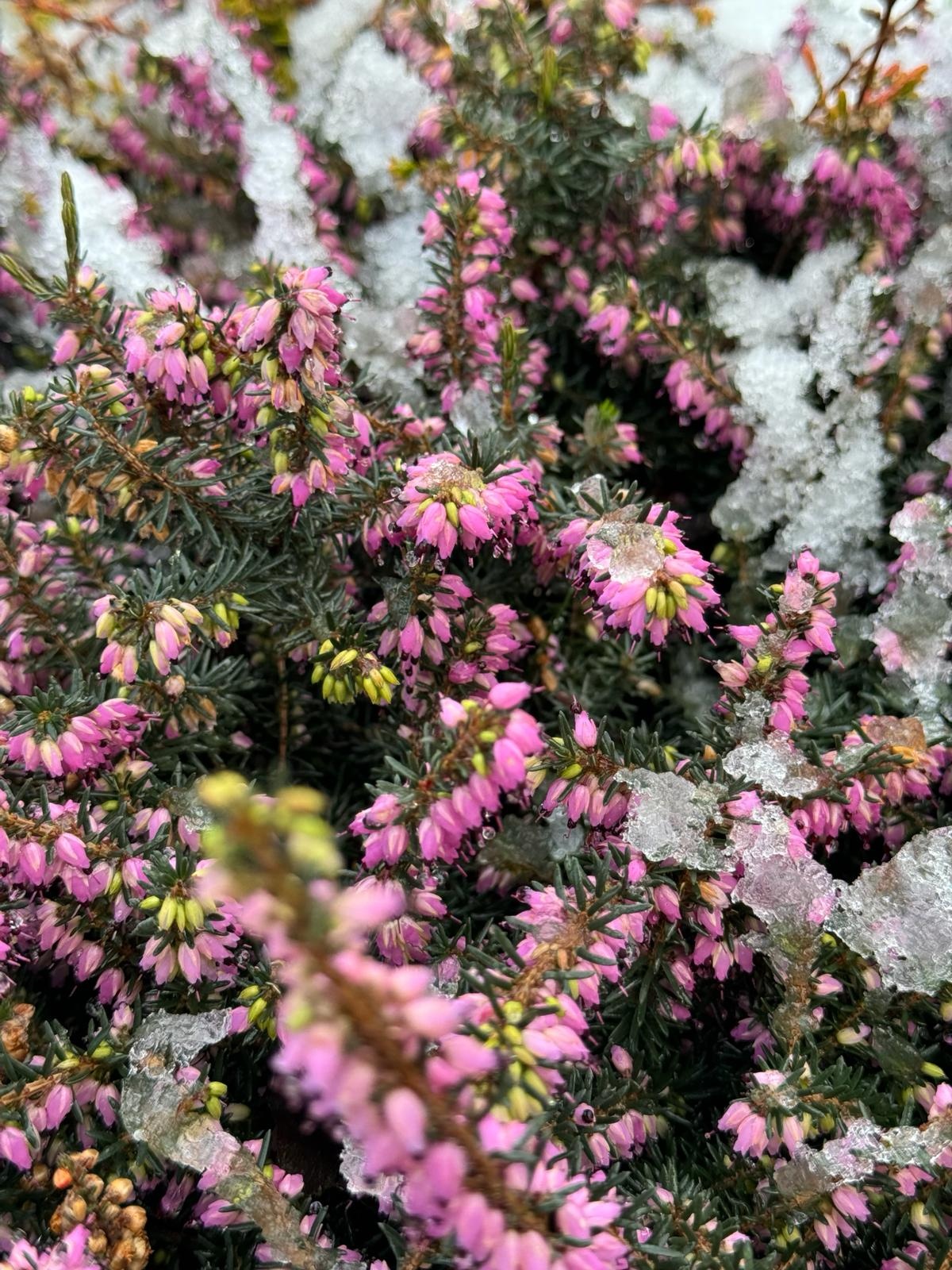 Winterheide | Erica darleyensis 'Kramer's Rote'/Rubina P10,5