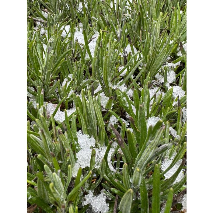 Lavendel | Lavandula angustifolia 'Munstead' P9 Lavendel | Lavandula angustifolia 'Munstead' P9