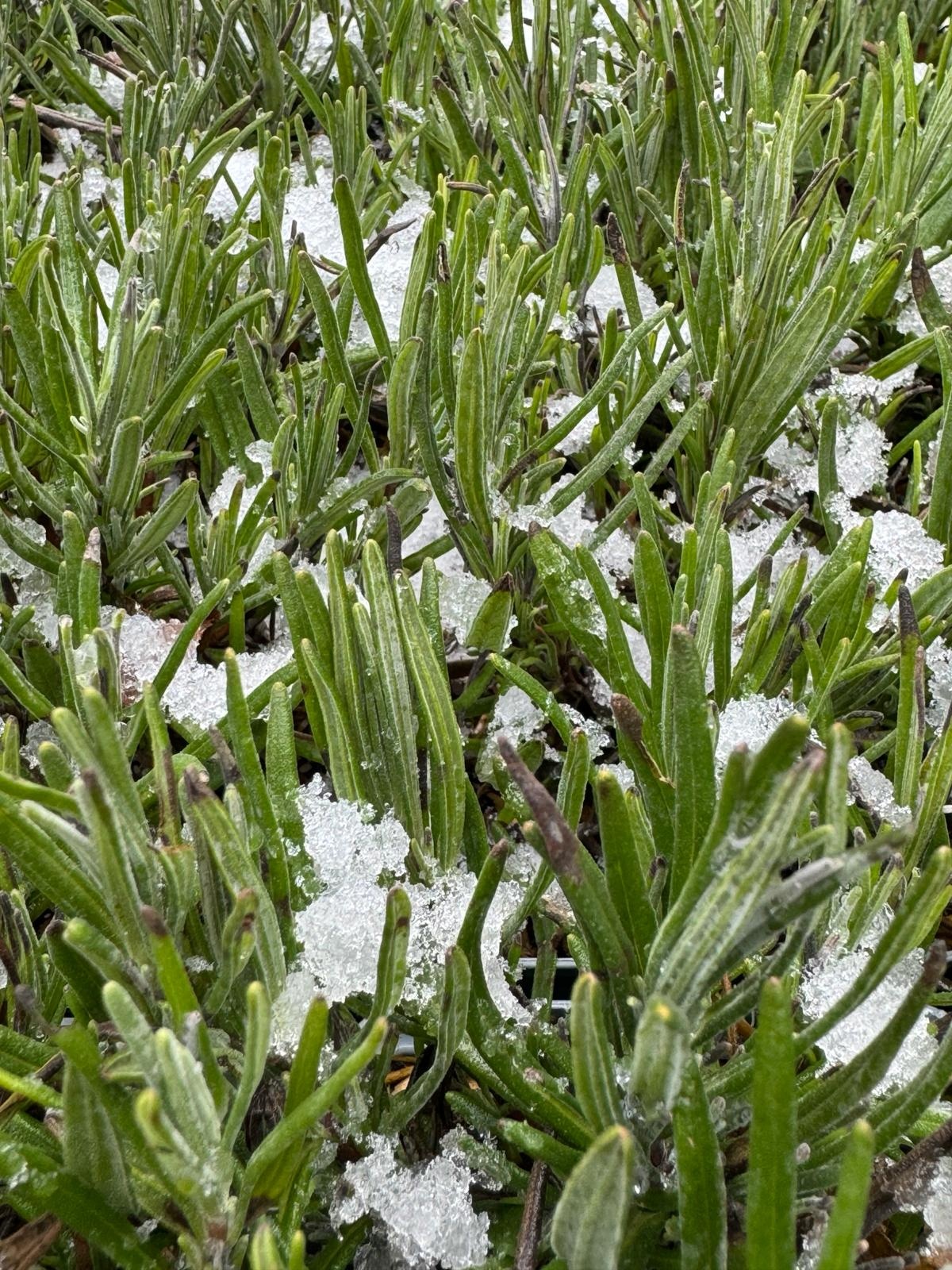 Lavendel | Lavandula angustifolia 'Munstead' P9  Lavendel | Lavandula angustifolia 'Munstead' P9