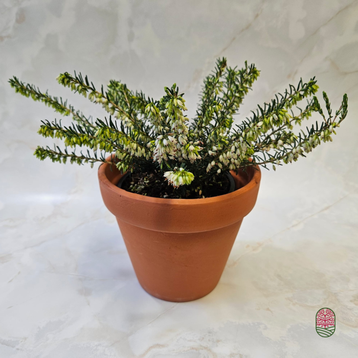 Terra Roodsteen bloempot 13cm Terra Roodsteen bloempot 13cm