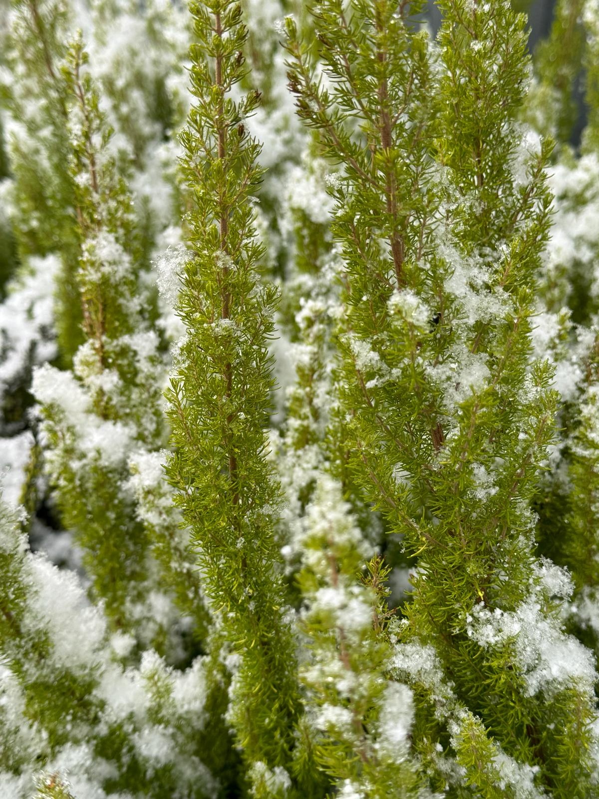 Boomheide | Erica arborea 'Albert's Gold' P11  Boomheide | Erica arborea 'Albert's Gold' P11