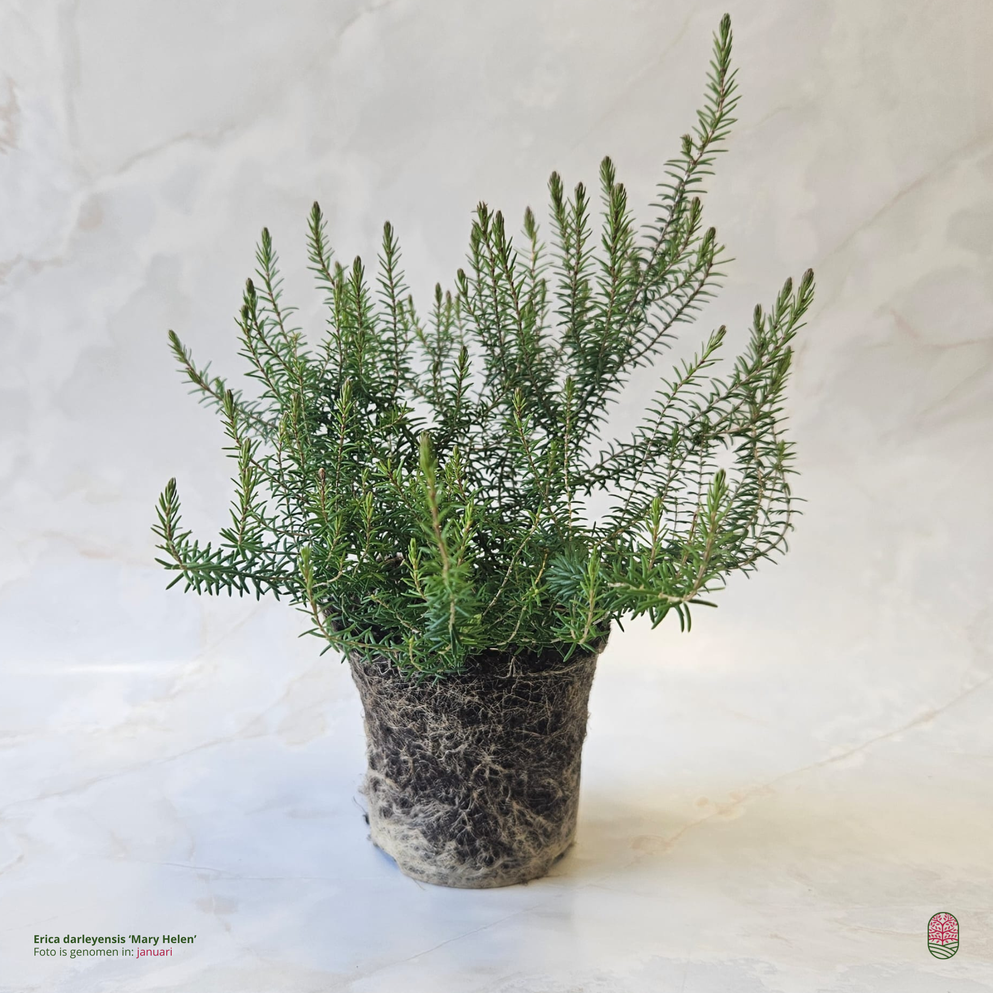 Winterheide | Erica darleyensis. 'Mary Helen' P9,5  Winterheide | Erica darleyensis. 'Mary Helen' P9,5