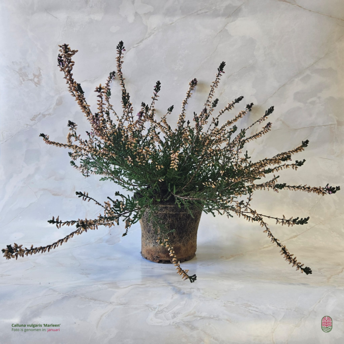 Struikheide | Calluna vulgaris. 'Marleen' P10,5
