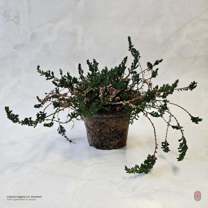 Struikheide | Calluna vulgaris. 'J. H.  Hamilton' P10,5