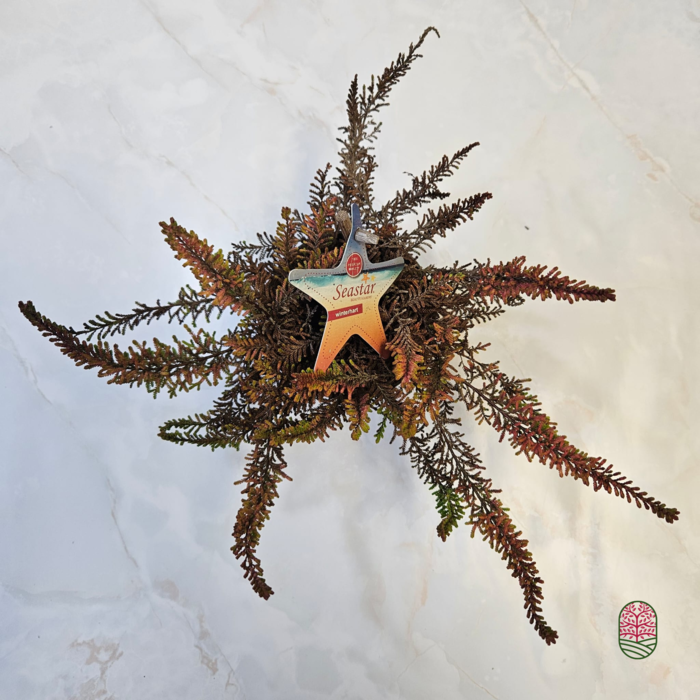 Struikheide | Calluna vulgaris. 'Seastar' Beauty Ladies P9,5