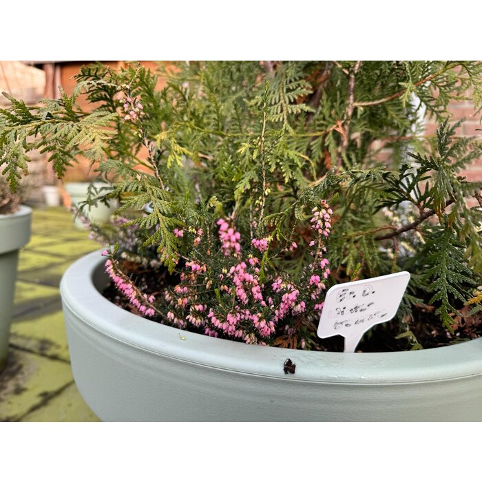 Winterheide | Erica darleyensis. 'Winter Treasure' P9,5 Winterheide | Erica darleyensis. 'Winter Treasure' P9,5