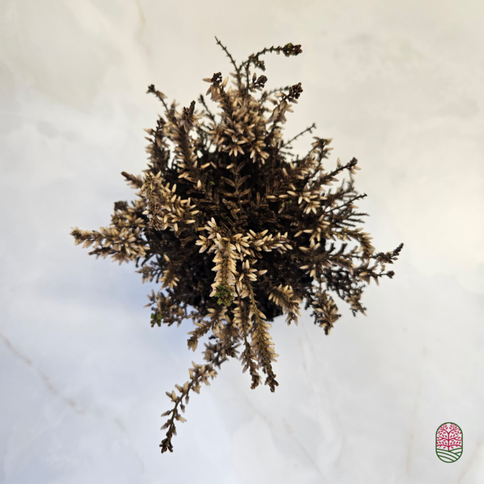 Struikheide | Calluna vulgaris.  'Golden Angie' Rood P10,5