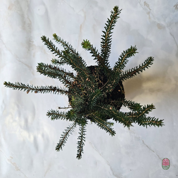 Zomerheide | Erica vagans 'Mrs D.F.Maxwell' P10,5