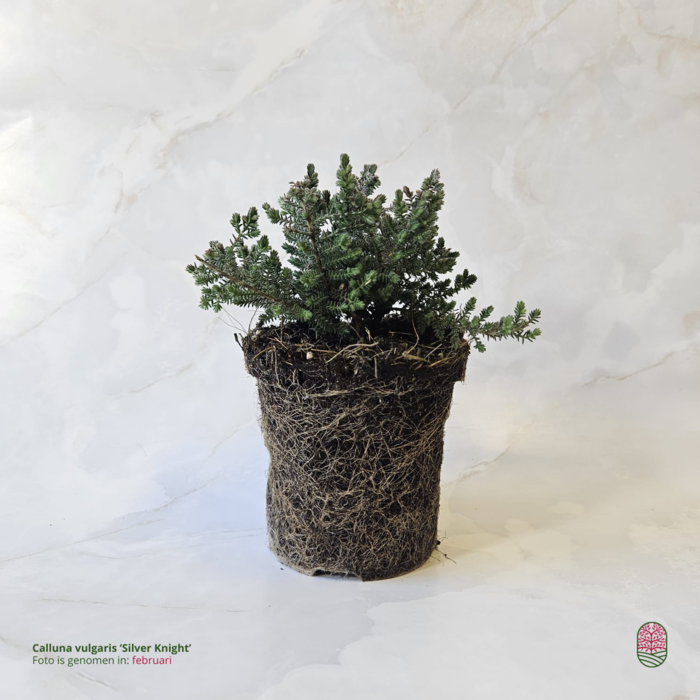 Struikheide | Calluna vulgaris. 'Silver Knight/Queen' P9,5