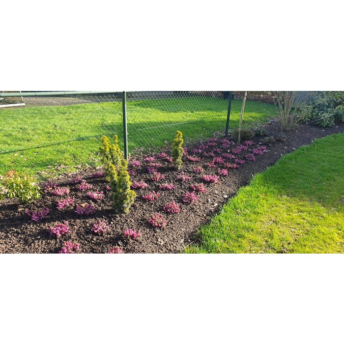 Winterheide | Erica carnea. 'Winterfreude' P10,5 Winterheide | Erica carnea. 'Winterfreude' P10,5