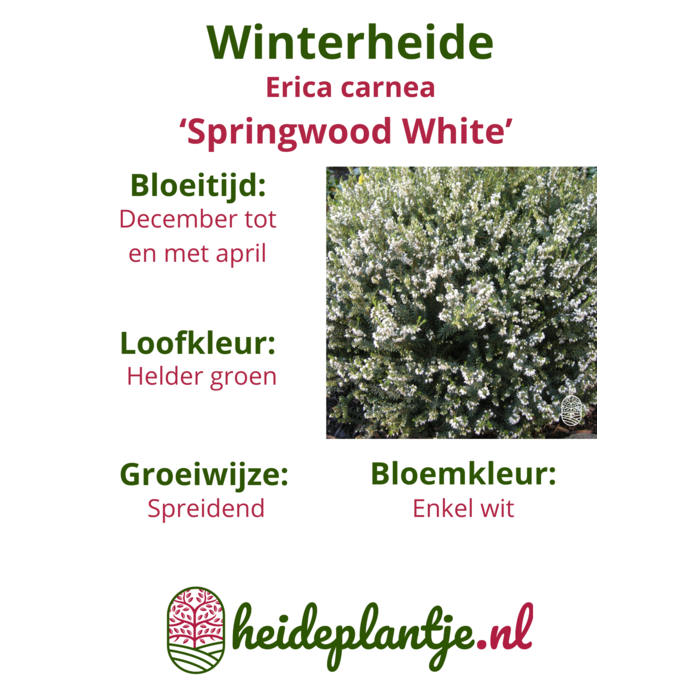 Winterheide | Erica carnea. 'Springwood White' P9.5