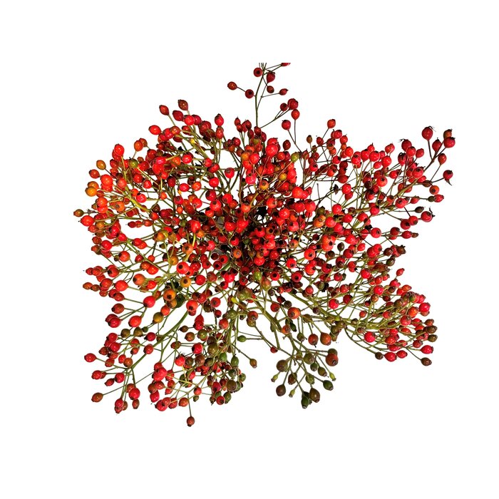 Rozenbottel takken - 35cm, rode bes