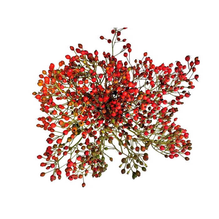 Rozenbottel takken - 40cm, rode bes