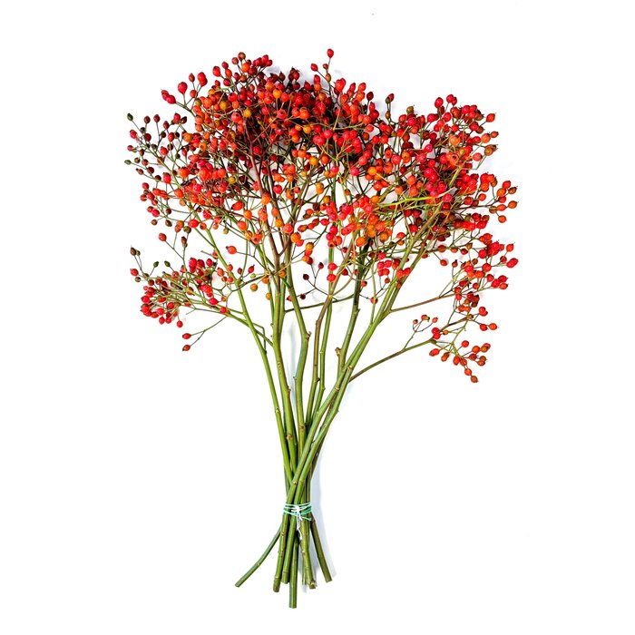 Rozenbottel takken - 60cm, rode bes