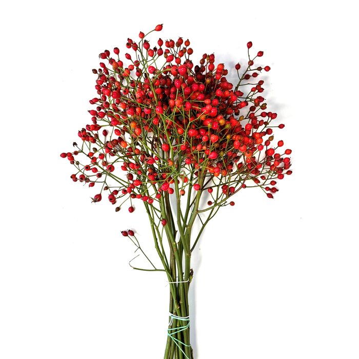 Rozenbottel takken - 50cm, rode bes