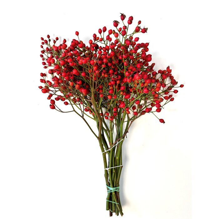 Rozenbottel takken - 40cm, rode bes