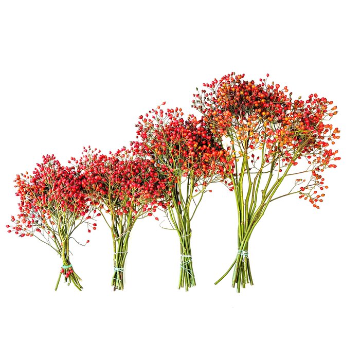 Rozenbottel takken - 50cm, rode bes